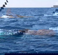 Noosa Whale Watching - Accommodation Mount Tamborine