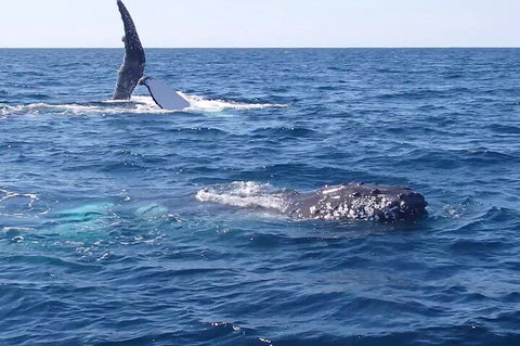 Noosa Whale Watching - Accommodation Mount Tamborine 0