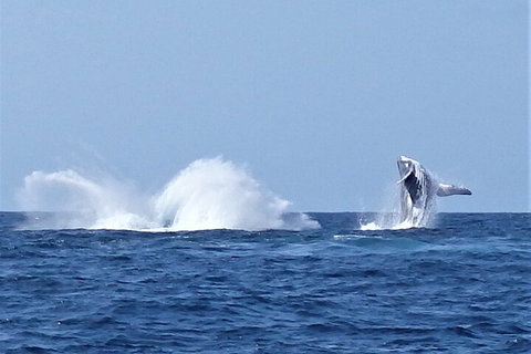 Noosa Whale Watching - Accommodation Mount Tamborine 2