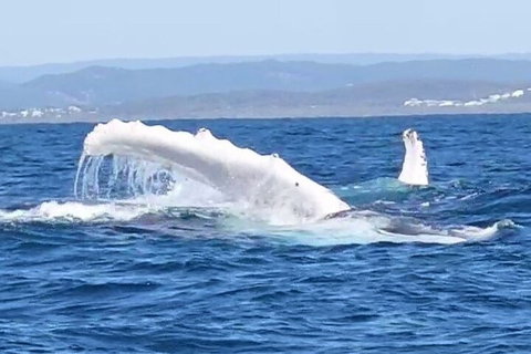 Noosa Whale Watching - Accommodation Mount Tamborine 5