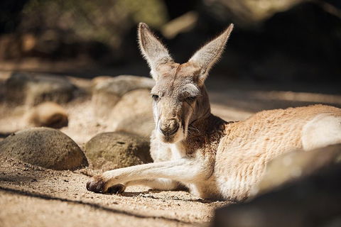 Sydney Taronga Zoo's Australian Animals Tour - Accommodation Mount Tamborine 2