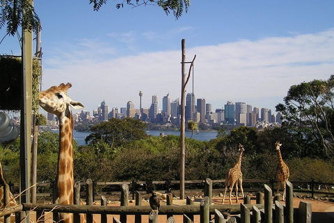 Sydney Taronga Zoo's Australian Animals Tour - Accommodation Mount Tamborine 4