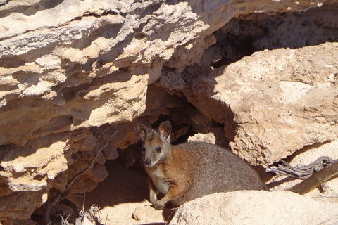 Shipwreck Special Full Day Tour Of The Abrolhos Islands - Accommodation Mount Tamborine 4
