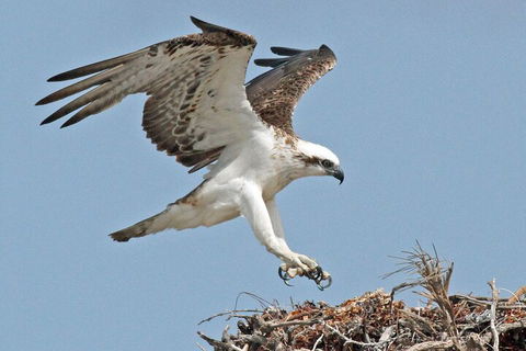 Pink Lake + Abrolhos Islands Nature Tour - Accommodation Mount Tamborine 3