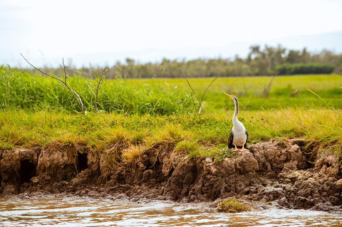 Darwin City Sights And Jumping Crocodile Cruise - Accommodation Mount Tamborine 2