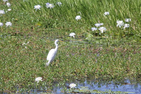 Darwin City Sights And Jumping Crocodile Cruise - Accommodation Mount Tamborine 4