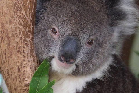 All Inclusive Blue Mountains Small-Group Day Trip From Sydney - Accommodation Mount Tamborine 1