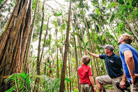 Natural Bridge & Springbrook Waterfalls Tour + Hot Air Balloon With Breakfast - Accommodation Mount Tamborine 5