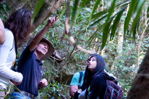 Natural Bridge & Springbrook Waterfalls Tour - Accommodation Mount Tamborine 4