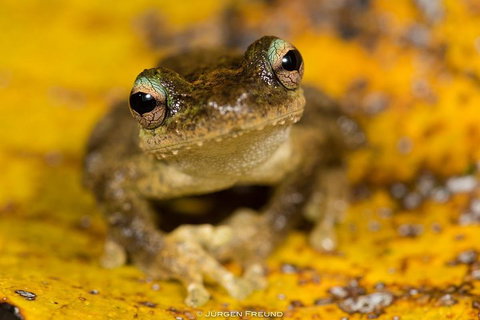 Daintree And Cape Tribulation Full Day Guided Tour - Accommodation Mount Tamborine 0