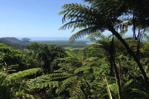 Daintree And Cape Tribulation Full Day Guided Tour - Accommodation Mount Tamborine 2
