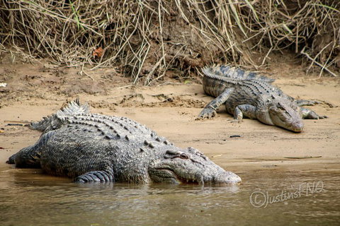 Daintree And Cape Tribulation Full Day Guided Tour - Accommodation Mount Tamborine 3