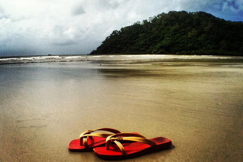 Daintree And Cape Tribulation Full Day Guided Tour - Accommodation Mount Tamborine 4