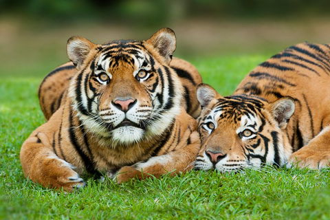 The Ultimate Gold Coast Attractions Pass - Accommodation Mount Tamborine 2