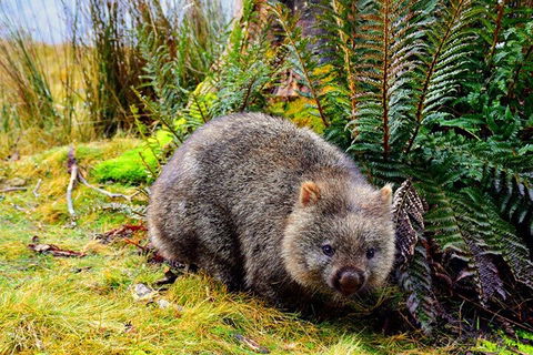 Cradle Mountain National Park Day Tour From Launceston - Accommodation Mount Tamborine 0