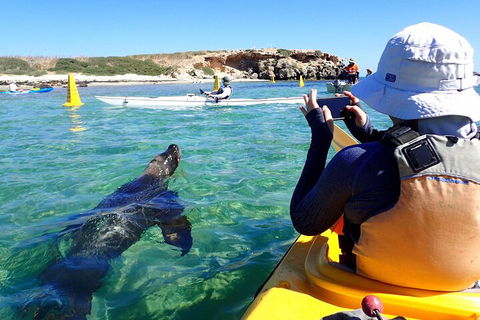 Penguin And Seal Islands Sea Kayaking Experience - Accommodation Mount Tamborine 2