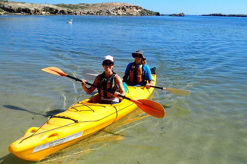 Penguin And Seal Islands Sea Kayaking Experience - Accommodation Mount Tamborine 5