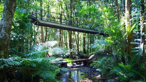 Double Pack-Ancient Rainforest And Waterfalls! - Accommodation Mount Tamborine 0