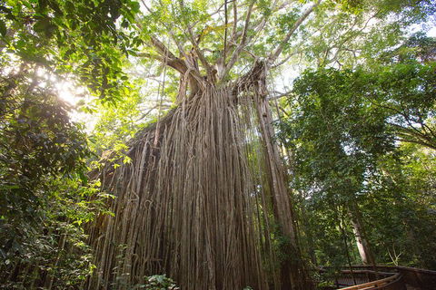 Double Pack-Ancient Rainforest And Waterfalls! - Accommodation Mount Tamborine 5