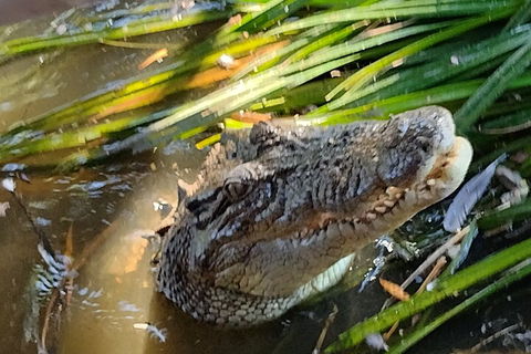 Litchfield Park Adventures And Jumping Crocodile Cruise + Butterfly Farm - Accommodation Mount Tamborine 4