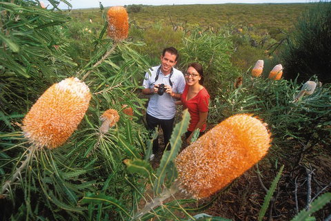Best Of Perth Wildflower Season Day Trip - Accommodation Mount Tamborine 0