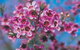 Best Of Perth Wildflower Season Day Trip - thumb 1