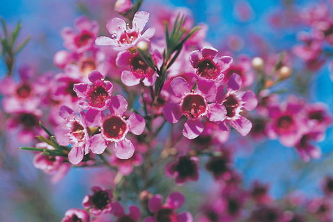 Best Of Perth Wildflower Season Day Trip - Accommodation Mount Tamborine 1