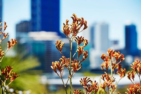 Best Of Perth Wildflower Season Day Trip - Accommodation Mount Tamborine 4