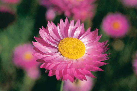 Best Of Perth Wildflower Season Day Trip - Accommodation Mount Tamborine 5