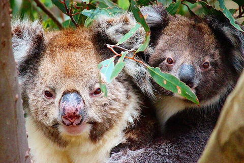 Small-Group Buggy Tour At Little Sahara With Guide - Accommodation Mount Tamborine 5