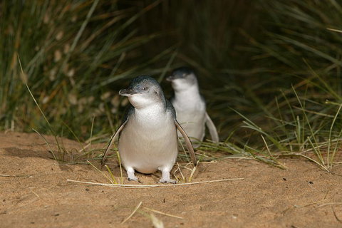 Phillip Island Penguin, Brighton Beach, Moonlit Sanctuary From Melbourne - Accommodation Mount Tamborine 2