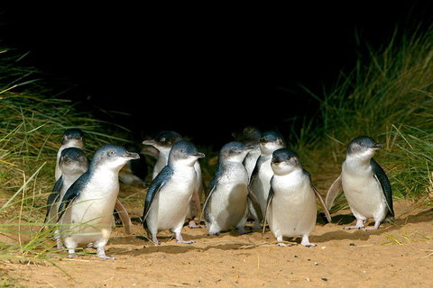 Phillip Island Penguin, Brighton Beach, Moonlit Sanctuary From Melbourne - Accommodation Mount Tamborine 5