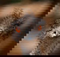 Currumbin Wildlife Sanctuary General Entry Ticket - Accommodation Mount Tamborine