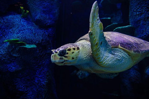 Sydney Attractions Pass: SEA LIFE Aquarium, Sydney Tower Eye, WILD LIFE Zoo And Madame Tussauds - Accommodation Mount Tamborine 1
