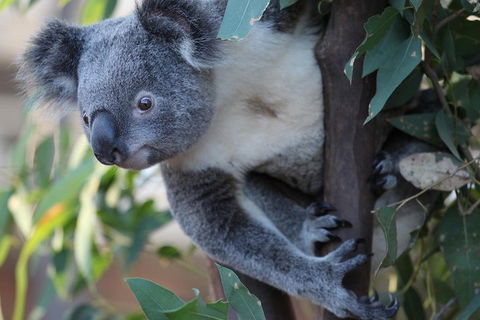 Sydney Attractions Pass: SEA LIFE Aquarium, Sydney Tower Eye, WILD LIFE Zoo And Madame Tussauds - Accommodation Mount Tamborine 2