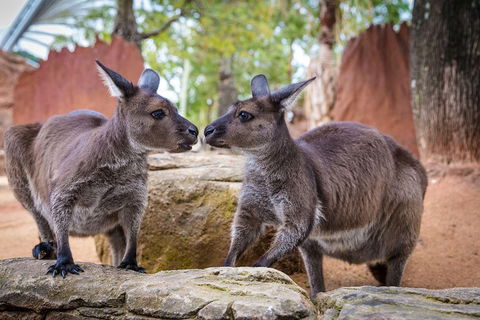 Sydney Attractions Pass: SEA LIFE Aquarium, Sydney Tower Eye, WILD LIFE Zoo And Madame Tussauds - Accommodation Mount Tamborine 5