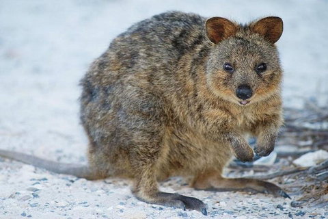 Rottnest Island Bike, Snorkel & Ferry Package From Perth - Accommodation Mount Tamborine 3