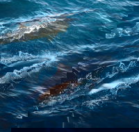 Sydney Whale-Watching Cruise - Accommodation Mount Tamborine