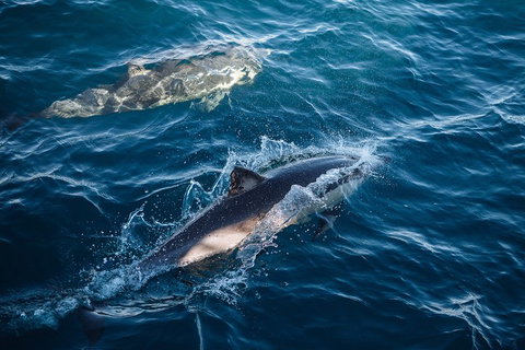 Sydney Whale-Watching Cruise - Accommodation Mount Tamborine 0