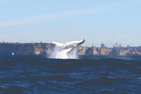 Sydney Whale-Watching Cruise - Accommodation Mount Tamborine 3