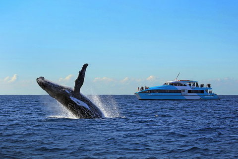 Sydney Whale-Watching Cruise - Accommodation Mount Tamborine 5