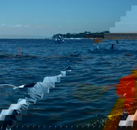Mornington Peninsula Kayak Coastline Tour of Dolphin Sanctuary - Accommodation Mount Tamborine