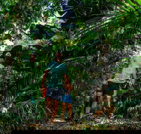 Full Day Daintree Rainforest and Mossman Gorge Tour - Accommodation Mount Tamborine