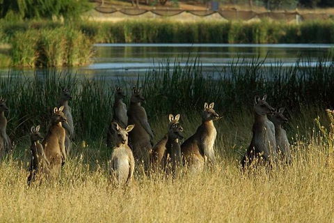 Canberra - The National Capital | Full Day Private Tour | Departs From Sydney - Accommodation Mount Tamborine 3