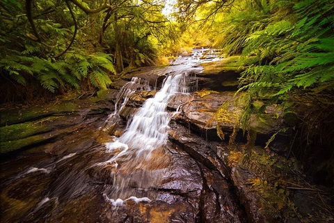 Fully Inclusive Blue Mountains Private Tour Inc Scenic World & Featherdale Entry - Accommodation Mount Tamborine 3