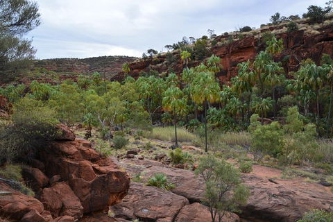 Palm Valley And Hermannsburg 1 Day 4WD Tour - Accommodation Mount Tamborine 4