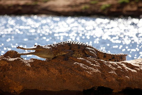 Windjana Explorer - Accommodation Mount Tamborine 5