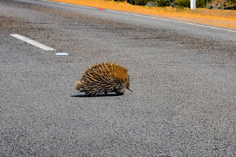 Kangaroo Island Luxury Small Group 'Flinders Chase Focus' Full Day Tour - Accommodation Mount Tamborine 3