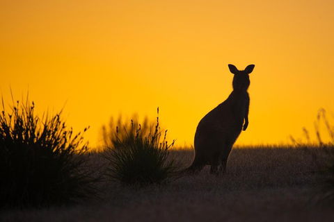 Kangaroo Island Luxury Small Group 'Flinders Chase Focus' Full Day Tour - Accommodation Mount Tamborine 5