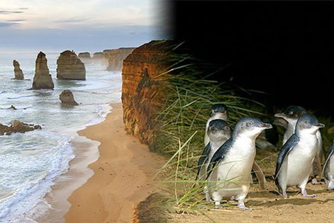 Melbourne Super Saver: Great Ocean Road + Phillip Island + Attraction Pass - Accommodation Mount Tamborine 0